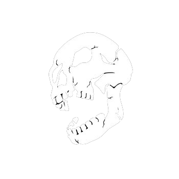 skull